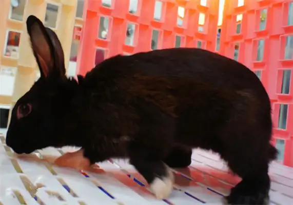 Havana Rabbit Identity Information