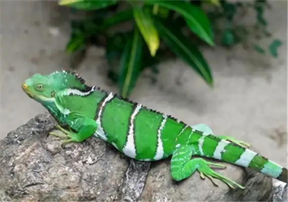 Fiji Iguana Identity Information
