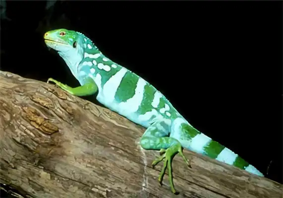 Fiji Iguana Identity Information