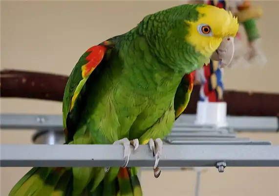 Identity information for the macaw