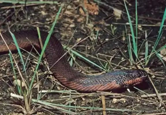 Myanmar Star Turtle