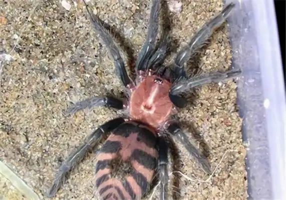 Costa Rican Tiger tail identity information