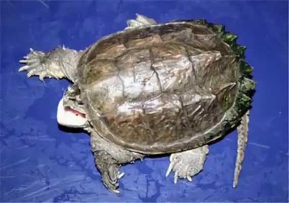 Central America draws up alligator identification information