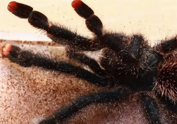 Information on the identity of Ecuadorian wool pink toes