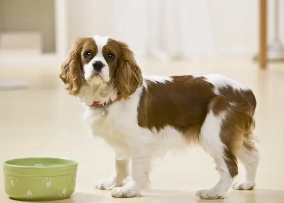 The Italian Tiny Dog: the perfect combination of grace and vitality