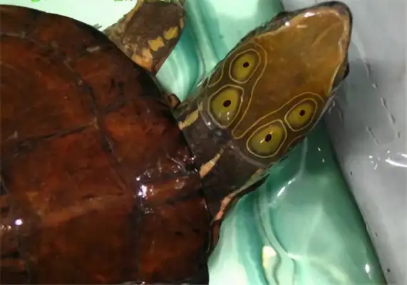 Identities of four-eyed water turtles