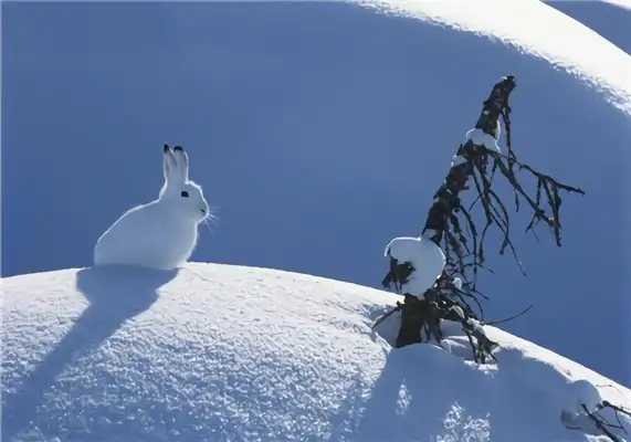 Arctic Rabbit Identity Information