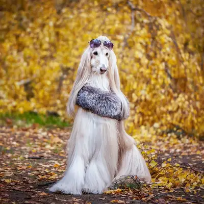 Shennery Dogs: A uniquely attractive pet partner