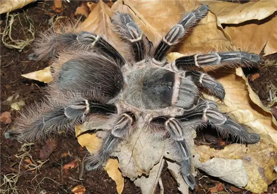 Pink zebra foot identification information