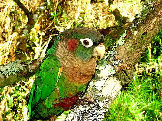 Coloured parrot identity information