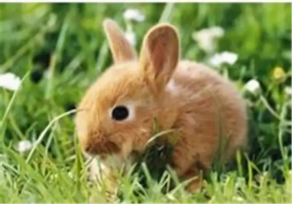 Fujian Wong Rabbit Identity Information