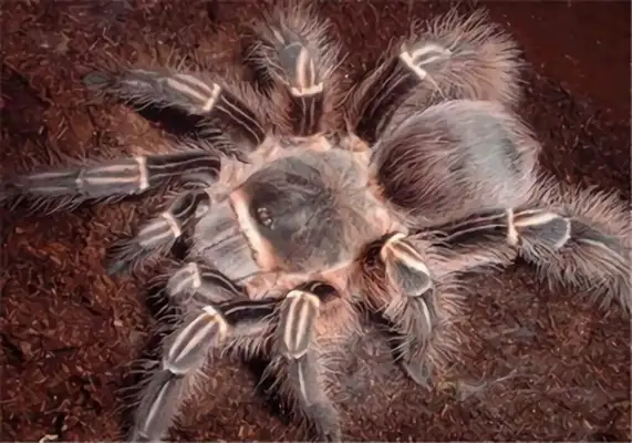Pink zebra foot identification information