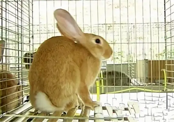Fujian Wong Rabbit Identity Information
