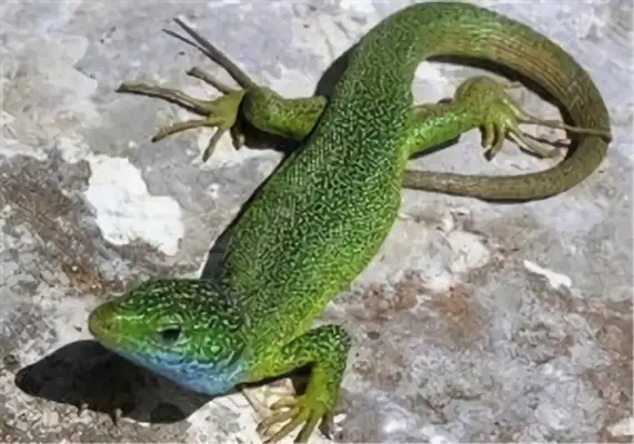 Green iguana identity information