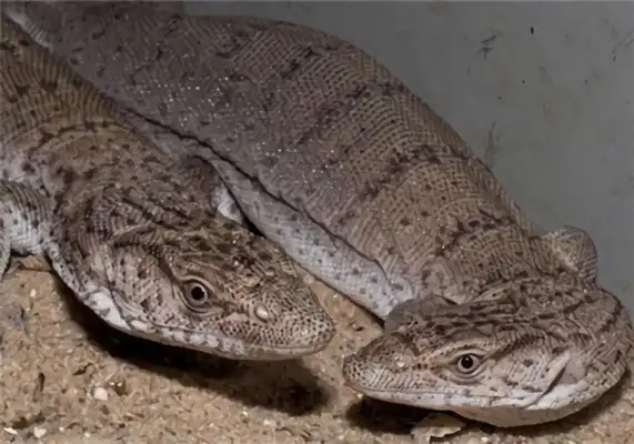 Consider the identity of the giant iguana