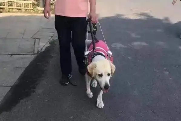 The 10-year-old retired blind dog refused to separate himself from his master, and before he left he crawled back to his master's feet