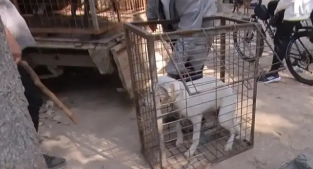Labrado swings his tail at the owner, and he's thrown in the dog car