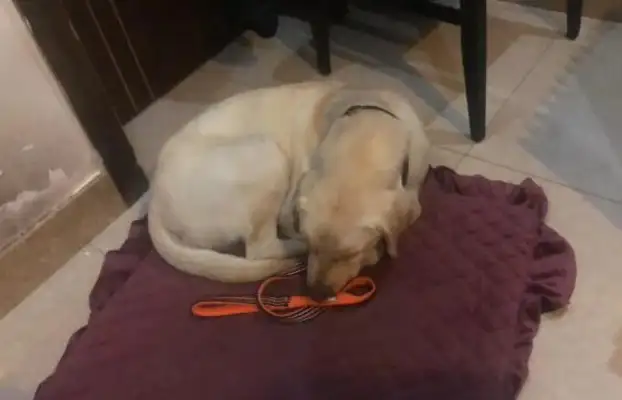 The 10-year-old retired blind dog refused to separate himself from his master, and before he left he crawled back to his master's feet