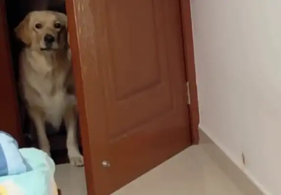 We forgot to feed the dog in Internet class. He kicked the door in anger