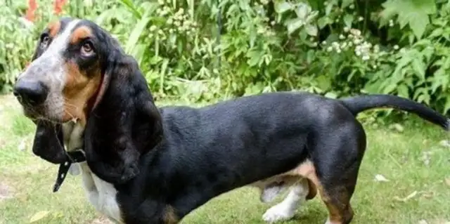 The Bajido dog fell and saved his life with a big ear like the little flying elephant