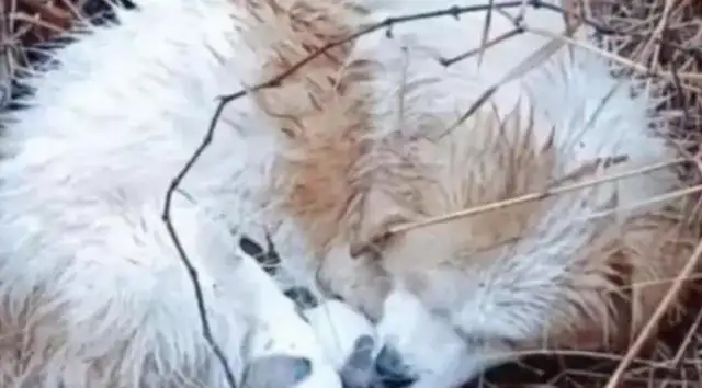 In the rain, stray dogs are frozen and they don't go away to protect their children