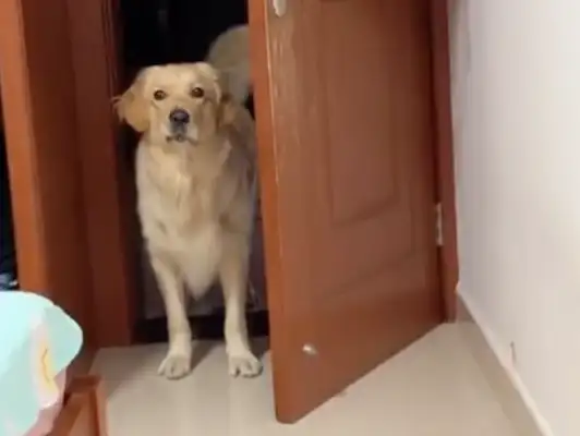 We forgot to feed the dog in Internet class. He kicked the door in anger