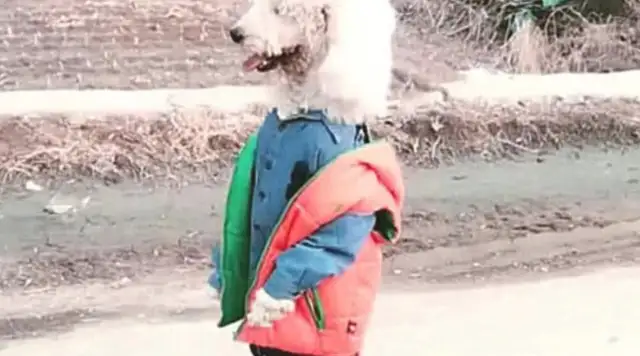 I ran into a kid on the street, crawling with white dog hair, curious about the other side, and a heartache