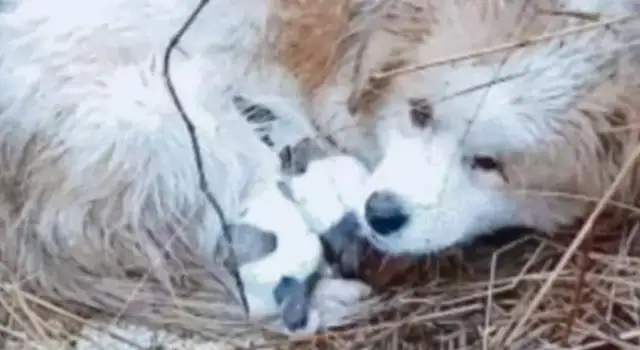 In the rain, stray dogs are frozen and they don't go away to protect their children
