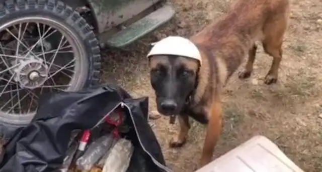 Dogs go to Tibet with their masters, and they fall in love with the waste collections in no-man's land