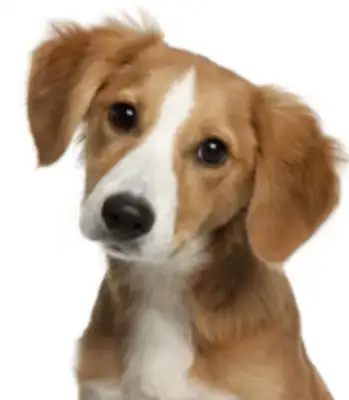 The dog was hit by a car and scared, and the stray dog was hit by a car, and it ran away until she moved and helped her escape