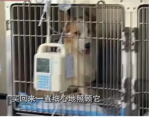 The male roommate helped to feed the dog to the cat, the dog was thinner than the bones, and the lady couldn't cry。