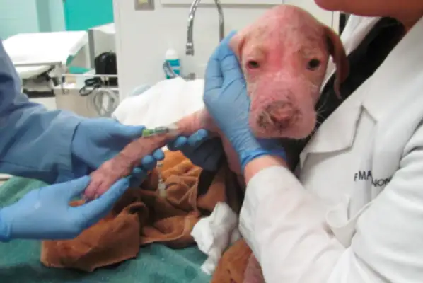 A man who's afraid of paying a dog for a cure is touched by the fact that he's making love for himself