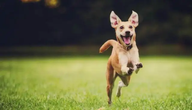 The dog goes forward with a hundred pounds of rope