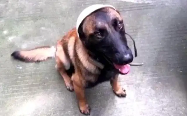 Dogs go to Tibet with their masters, and they fall in love with the waste collections in no-man's land