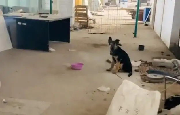 It's harder to live with a master than a stray dog