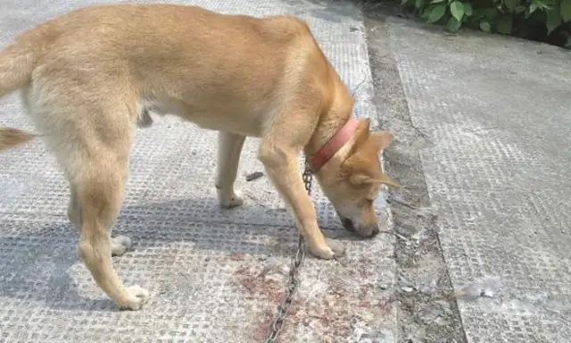 Why is a dog stronger than a pet dog? And so..