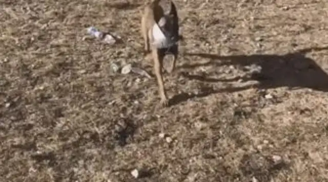 Dogs go to Tibet with their masters, and they fall in love with the waste collections in no-man's land