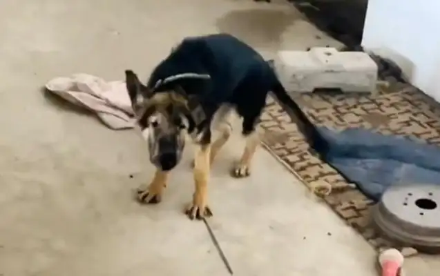 It's harder to live with a master than a stray dog