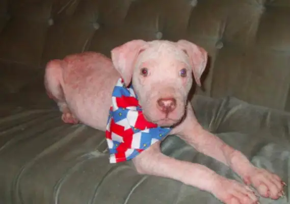 A man who's afraid of paying a dog for a cure is touched by the fact that he's making love for himself