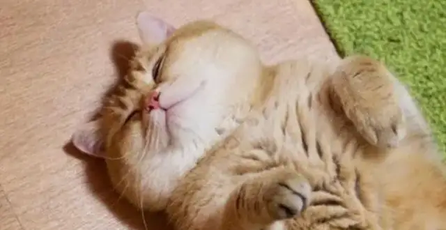 Orange Cat licks the dog's hair, dog: This sudden passion suffocates me