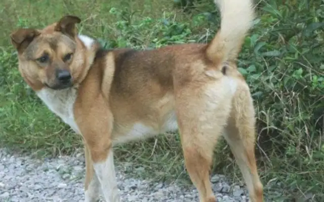 Why is a dog stronger than a pet dog? And so..