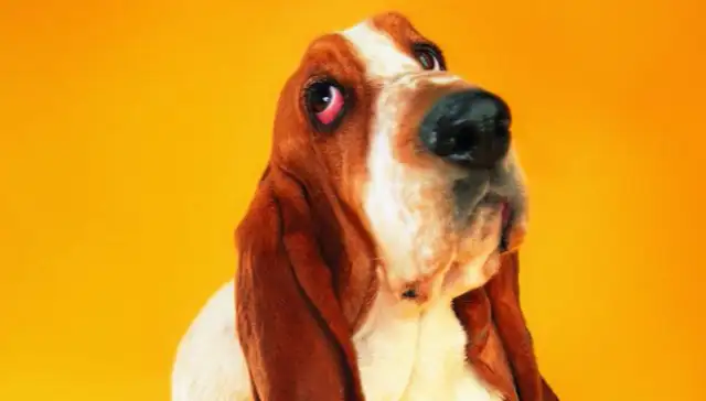 The dog goes forward with a hundred pounds of rope