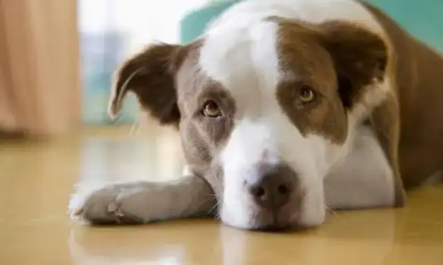 What do dogs always lick with red feet? Medicine. Okay