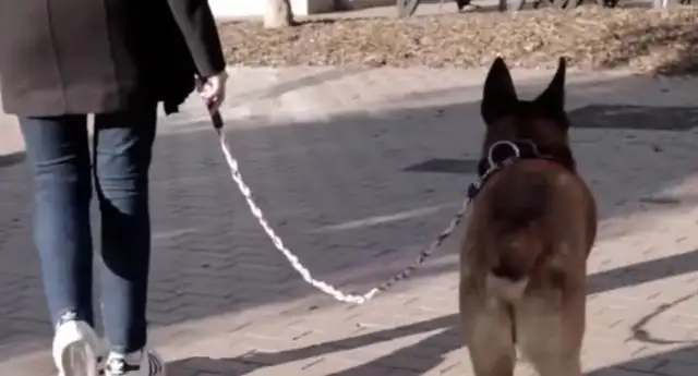 Journalist visits parts of the district, walking a dog leash, forming a common understanding of how to make a living