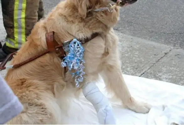 The guide dog keeps his master alive, smiles after he's hurt, and shakes his tail and says he's okay