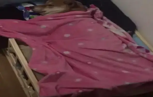 The Internet bought a little bed for the pappy, and the dog goes to bed on time every day