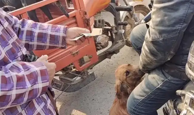 540! Gold hair on the car, money on the side of the car. It's a shame to shout at the dog. Dog dealer: Too bad you brought it