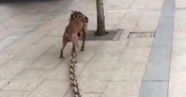 The dog goes forward with a hundred pounds of rope