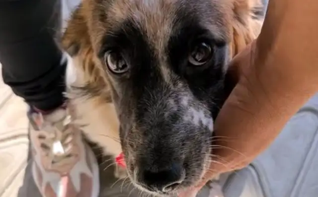 The dog who was left in the wild by his master