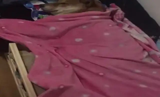 The Internet bought a little bed for the pappy, and the dog goes to bed on time every day